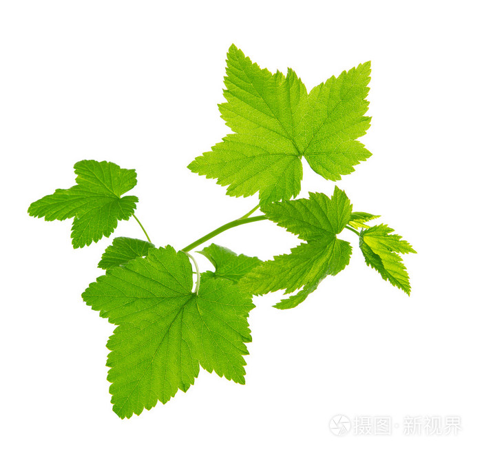 表达相思的网名：让情感在虚拟世界中流转