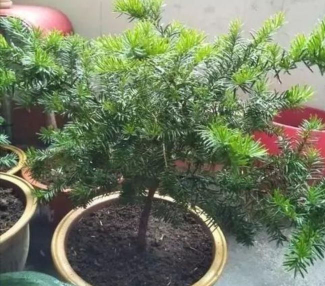 五十岁女人的网名：如何挑选适合您的独特昵称