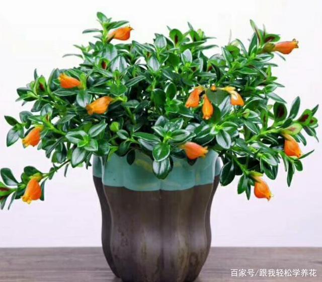 元气网名：打造独特个性，提升社交魅力