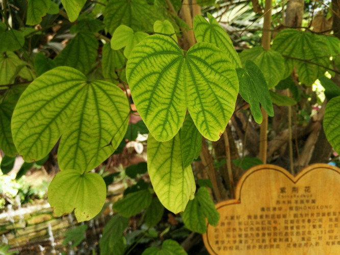 元气网名：打造独特个性，提升社交魅力