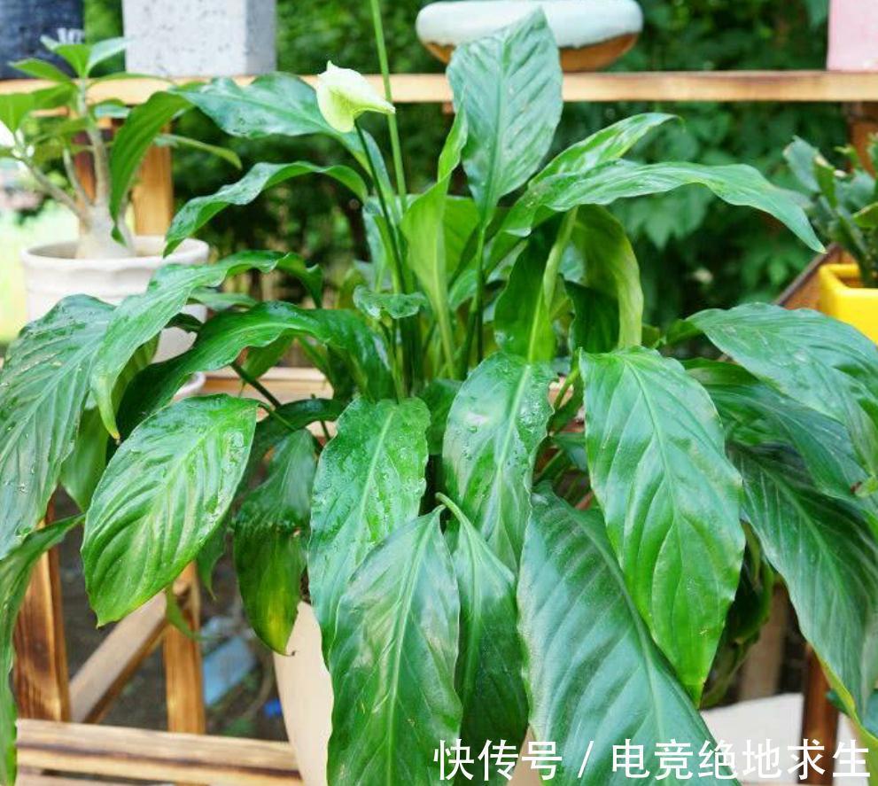 可爱的繁体字网名：打造独特个性，彰显独特魅力