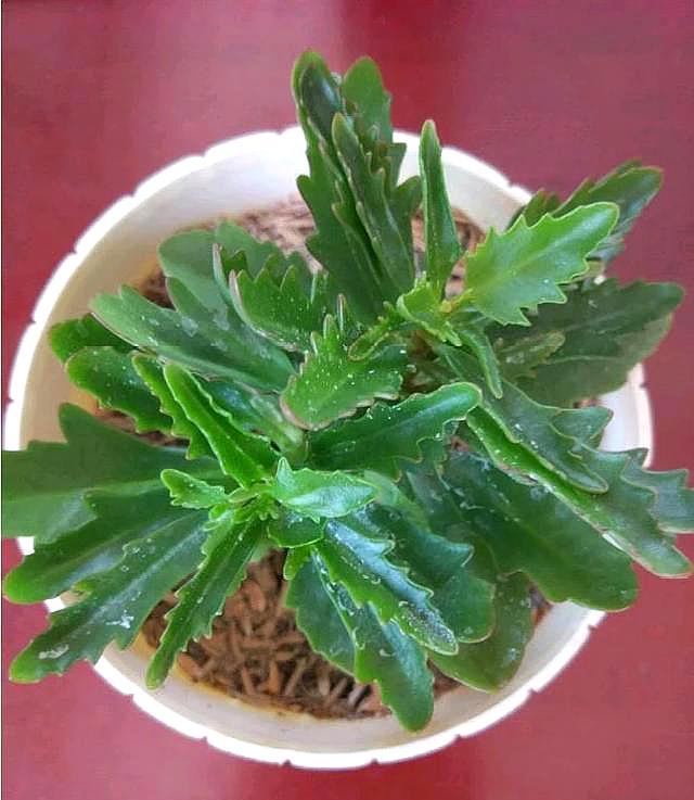 最有创意的网名：让你的个性在网络中熠熠生辉
