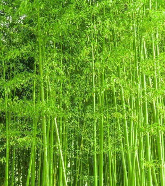 男孩取名嘉什么？专业取名大师为您揭秘