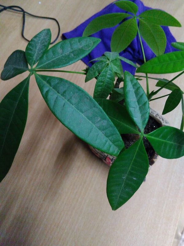 隆姓男孩取名：独特且寓意美好的名字推荐