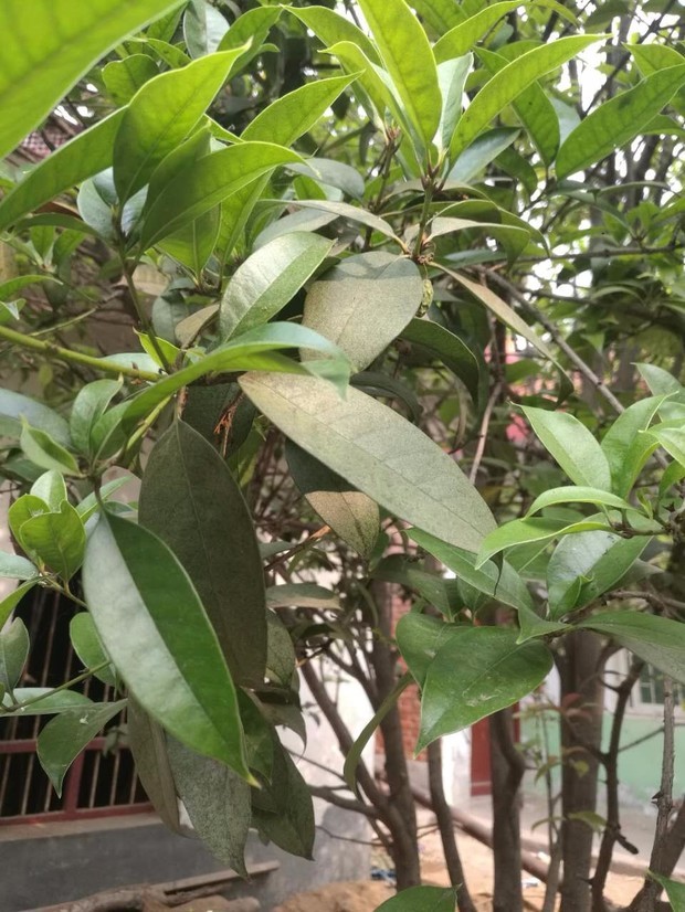 男孩小名木木：独特且富有寓意的小名推荐
