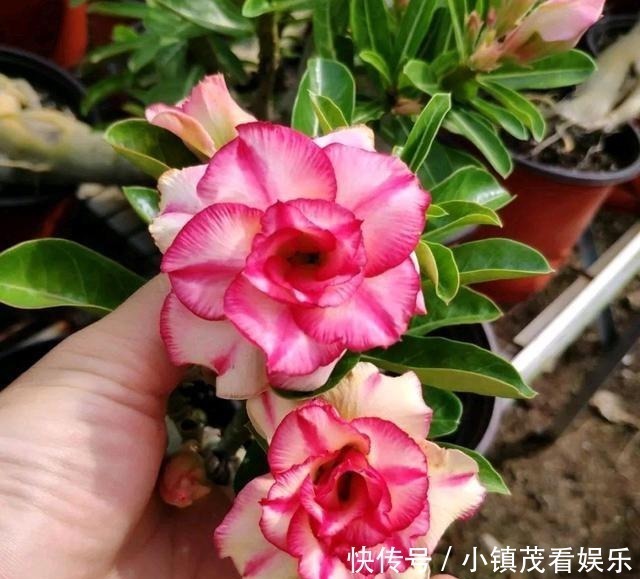 男孩小名木木：独特且富有寓意的小名推荐