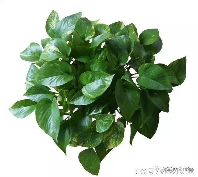 中药取名男孩：融合传统智慧的现代之名
