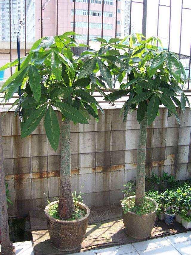 天歌网名：打造个性鲜明的虚拟身份