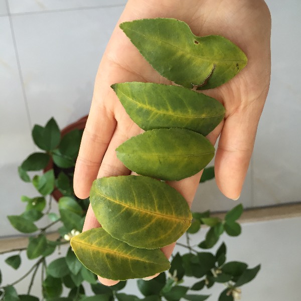 天歌网名：打造个性鲜明的虚拟身份