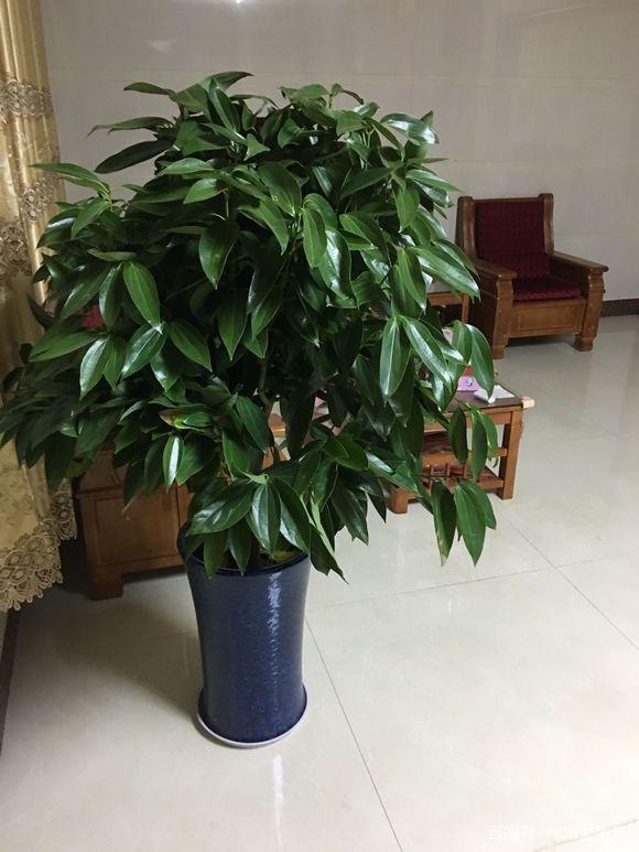 掌握网名修饰符号的艺术：打造个性独特的虚拟身份