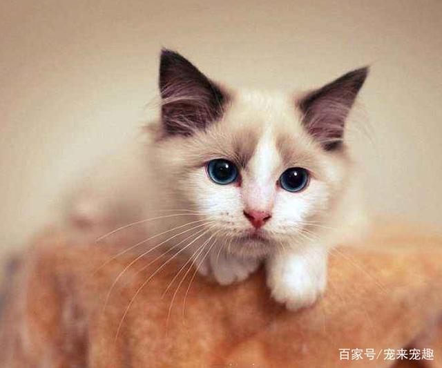 有关狐狸的网名：打造独特个性标识